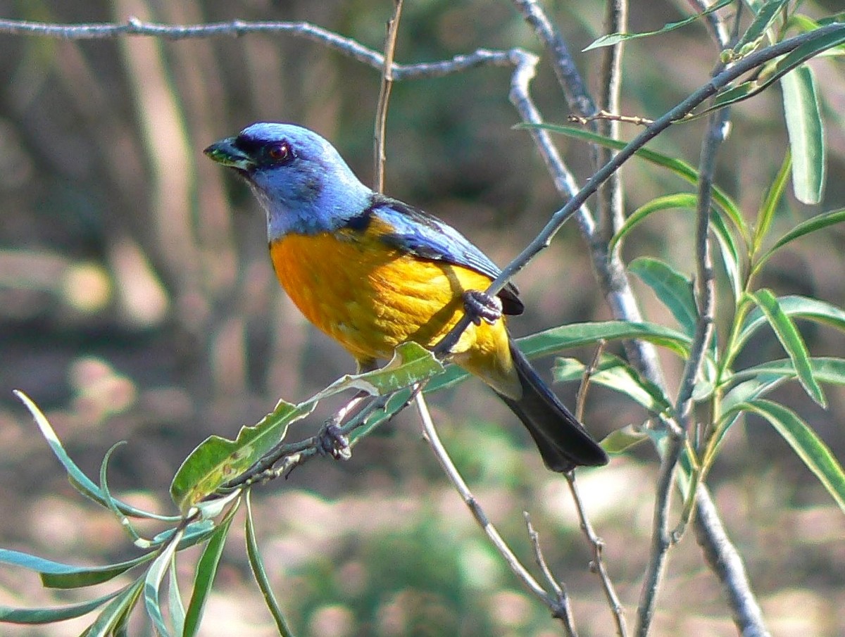 Blue-and-yellow Tanager - ML193286131