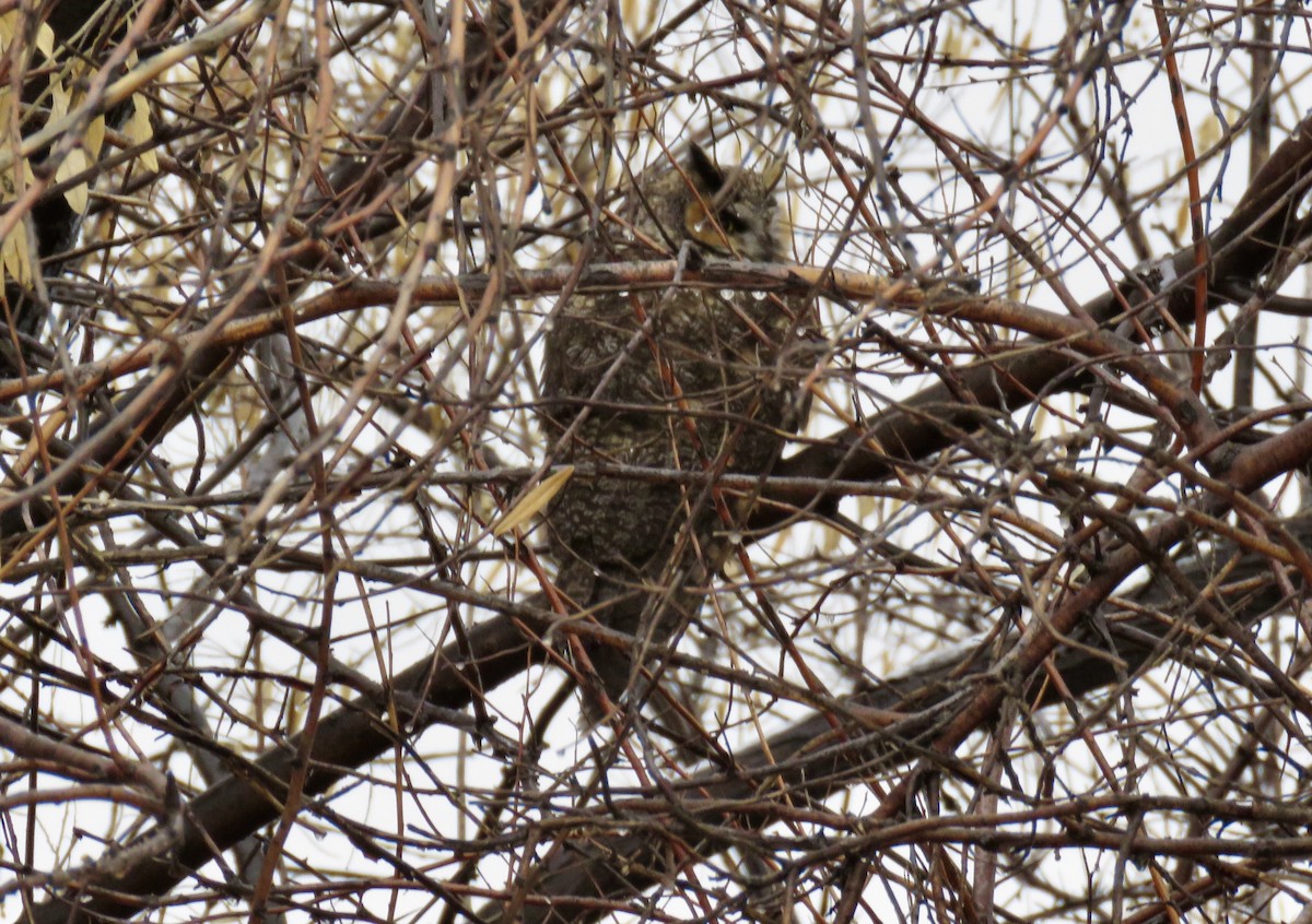 Long-eared Owl - ML193286161