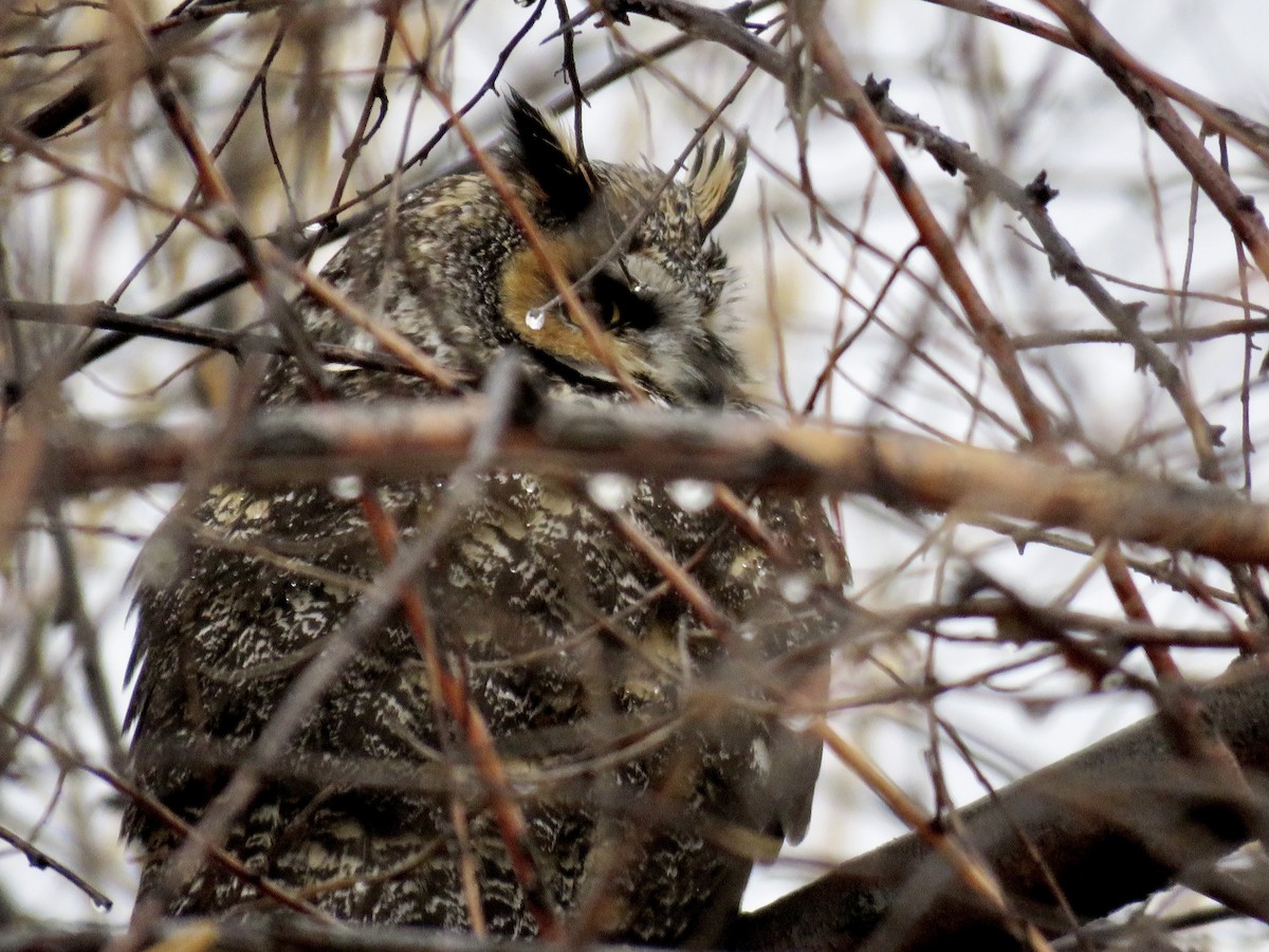 Long-eared Owl - ML193286171