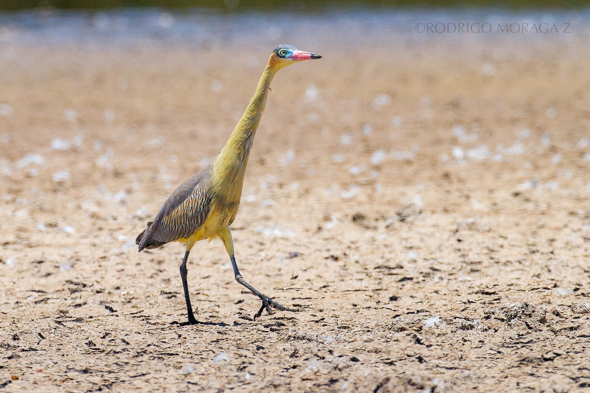 Whistling Heron - ML193286261