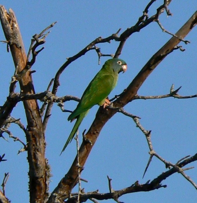 Blue-crowned Parakeet - ML193286371