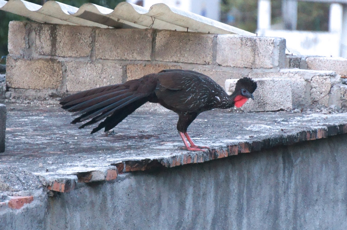 Crested Guan - ML193286971