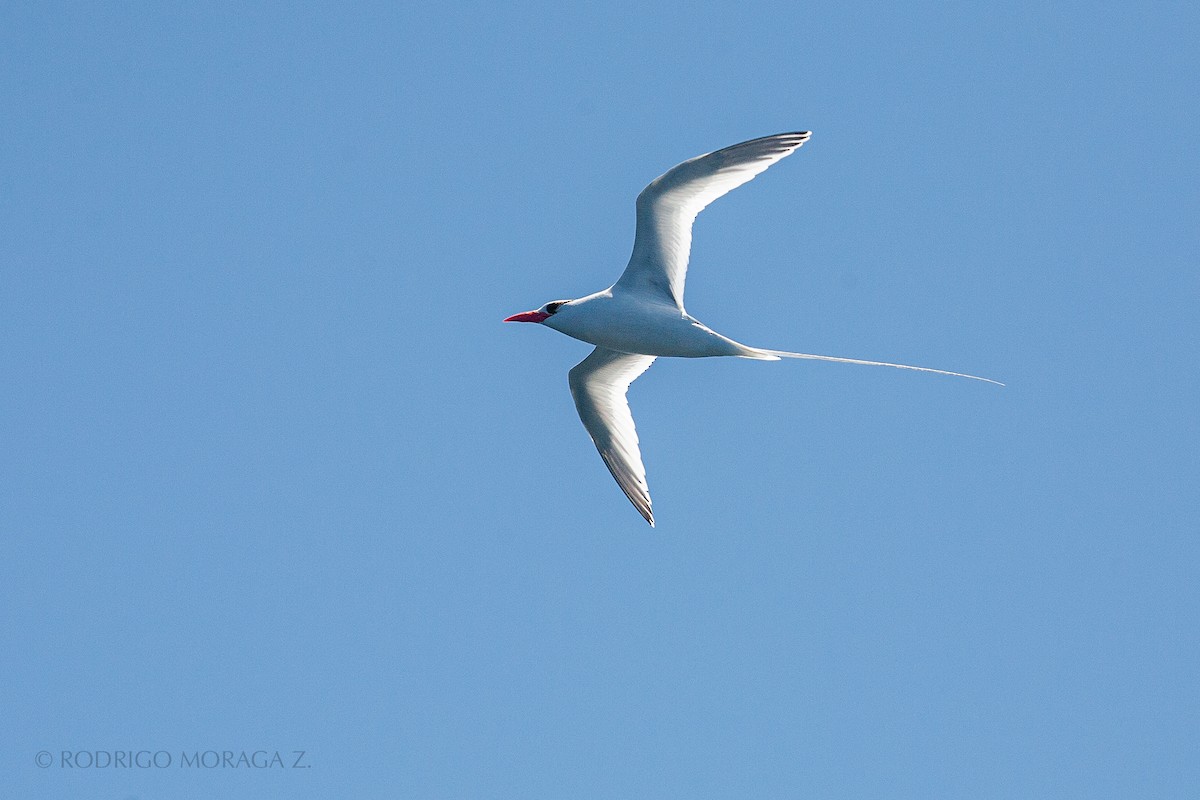 Red-billed Tropicbird - Rodrigo Moraga