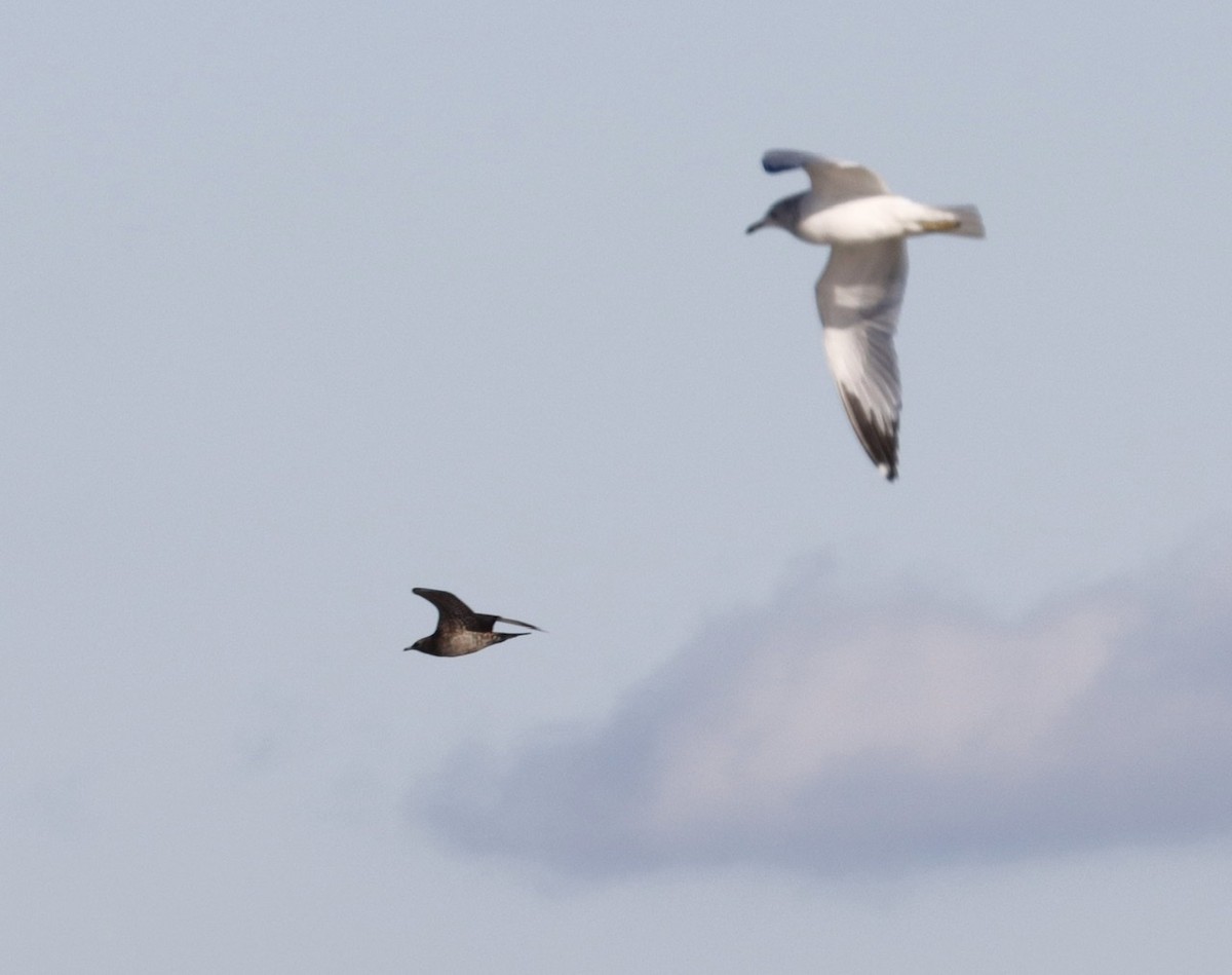 Parasitic Jaeger - ML193287411