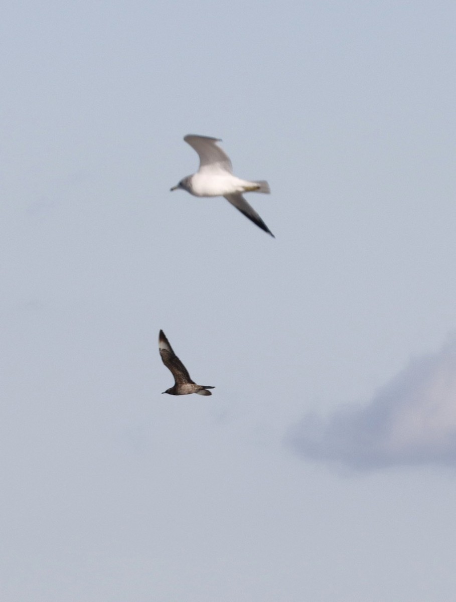 Parasitic Jaeger - ML193287431