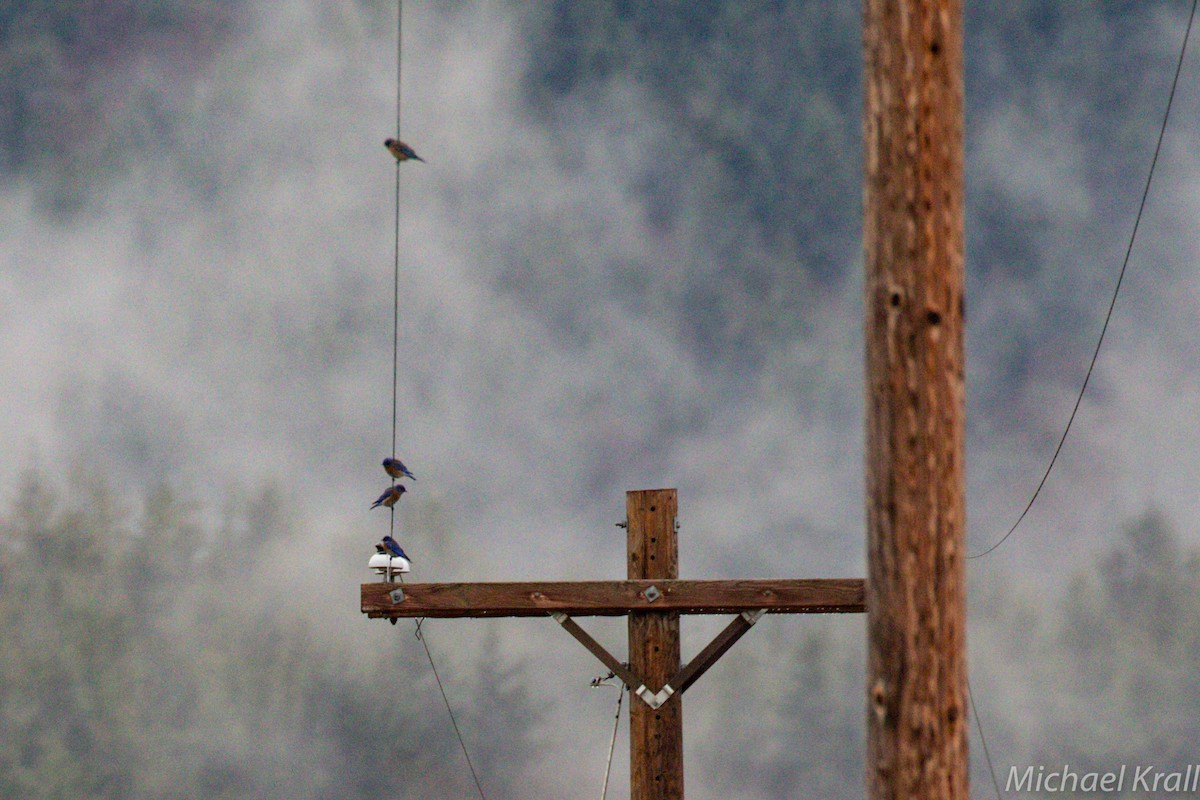 Western Bluebird - ML193288091