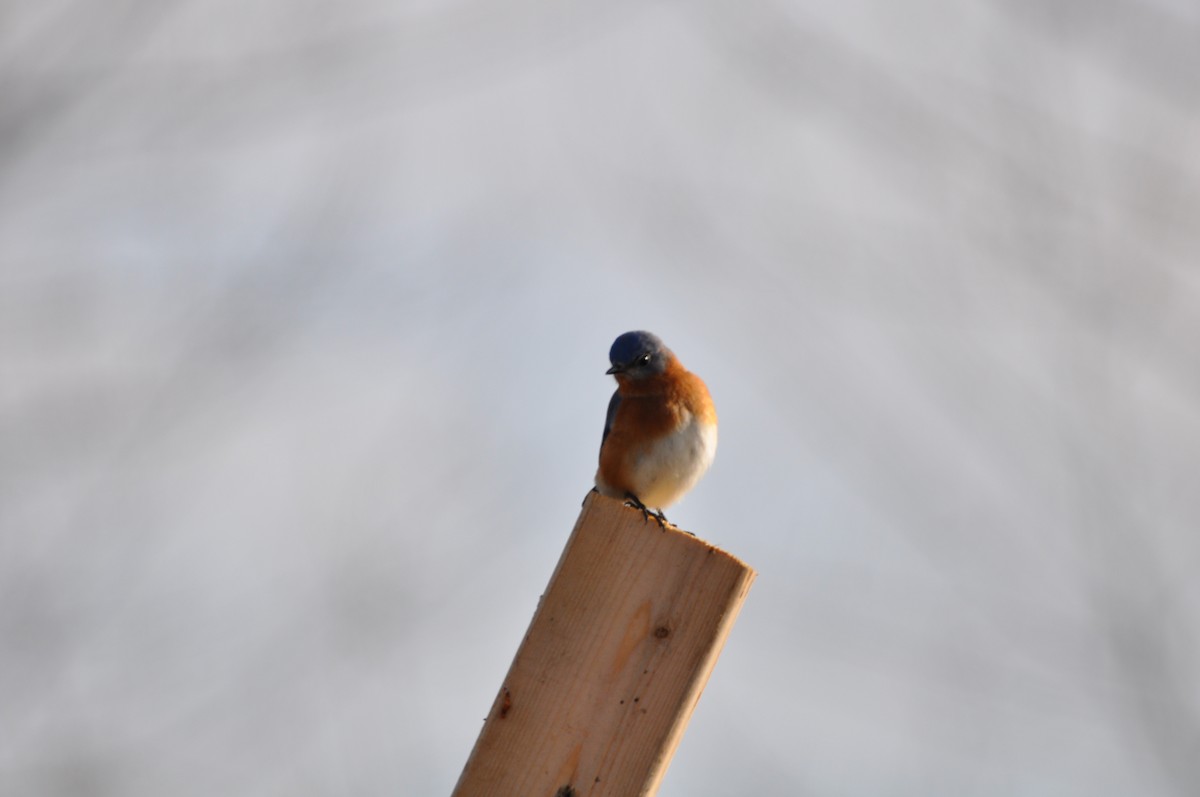 Eastern Bluebird - ML193288541