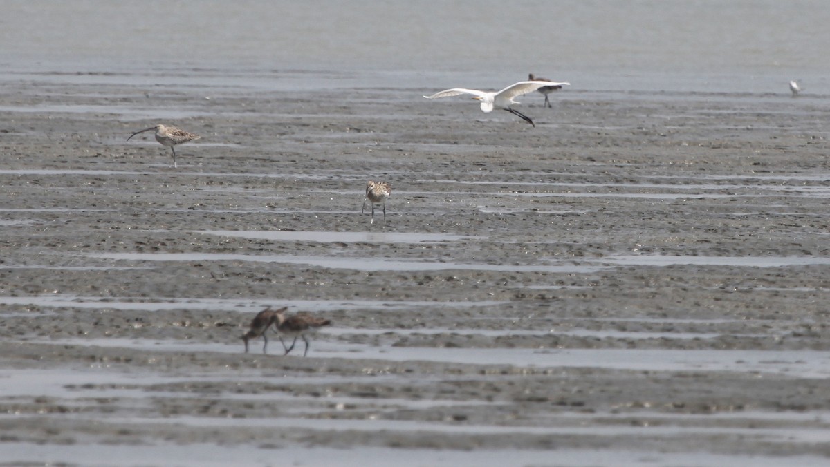 Eurasian Curlew - ML193289011