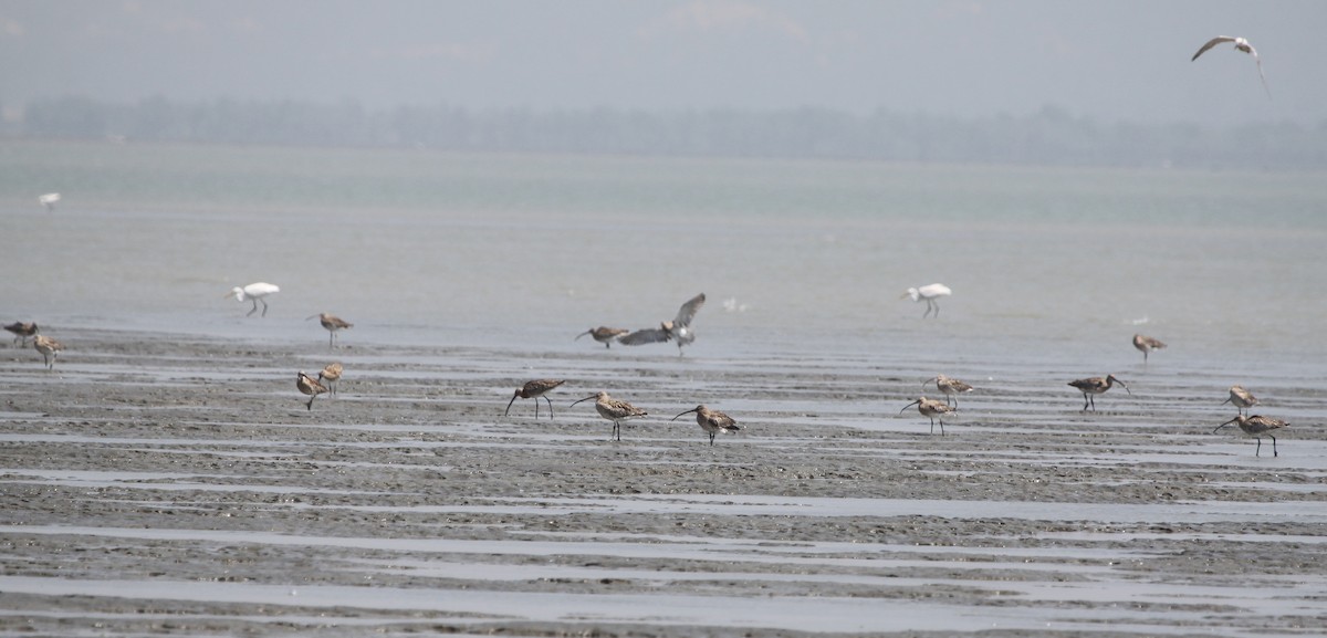 Eurasian Curlew - ML193289041