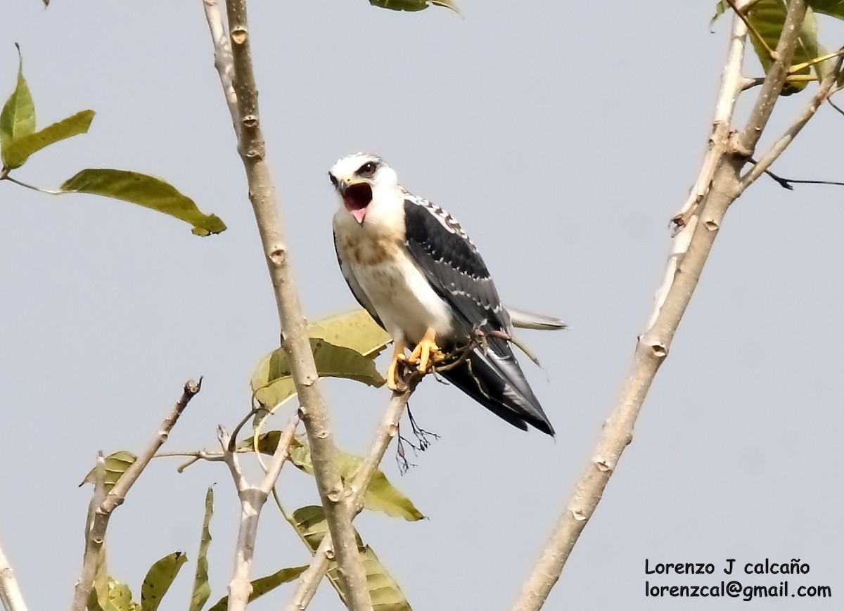 White-tailed Kite - ML193290761