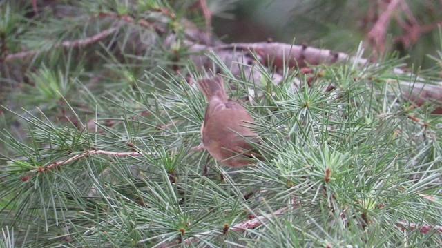 Common Chiffchaff - ML193292611