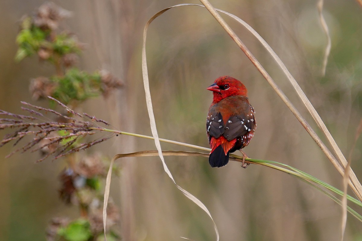 Red Avadavat - ML193292771