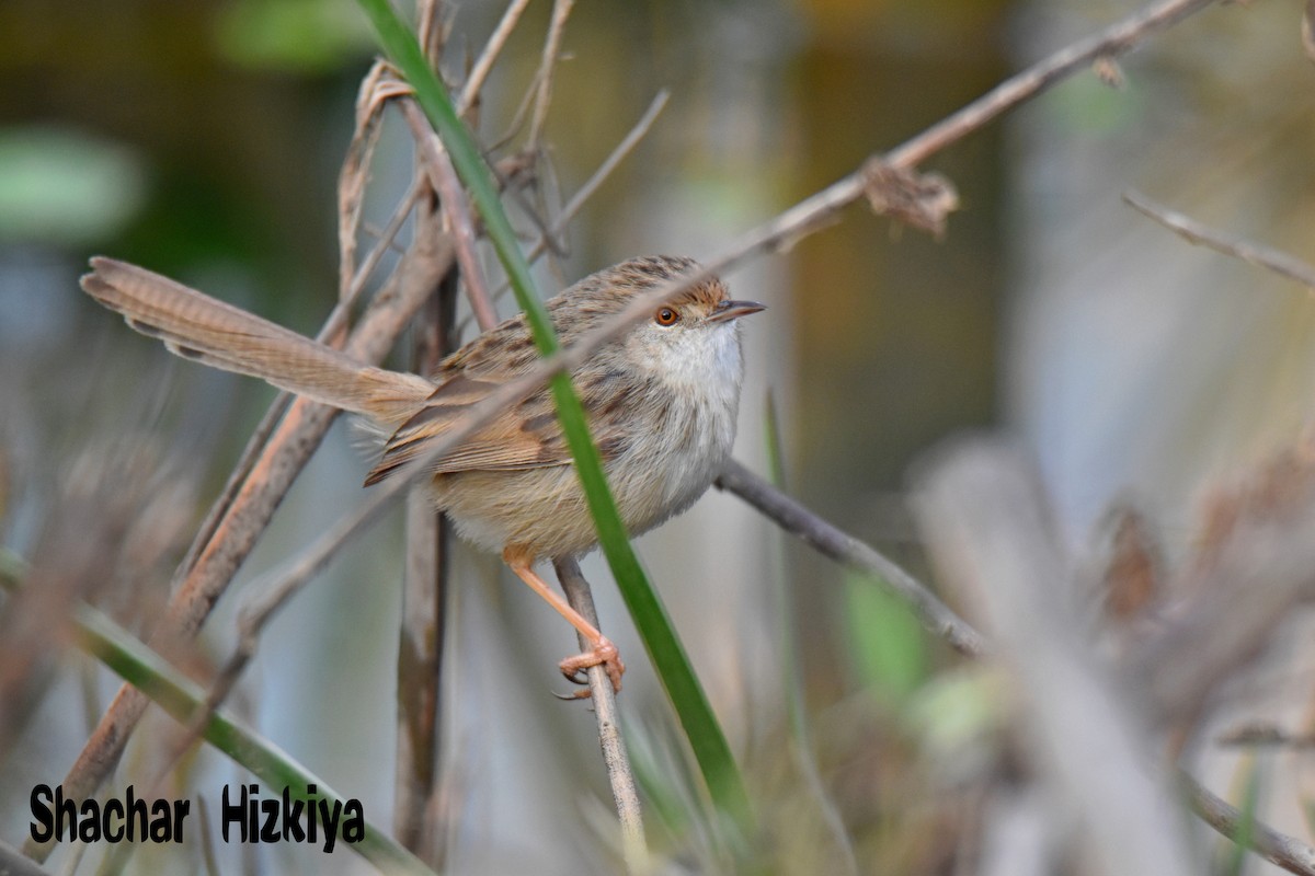 Graceful Prinia - ML193293071