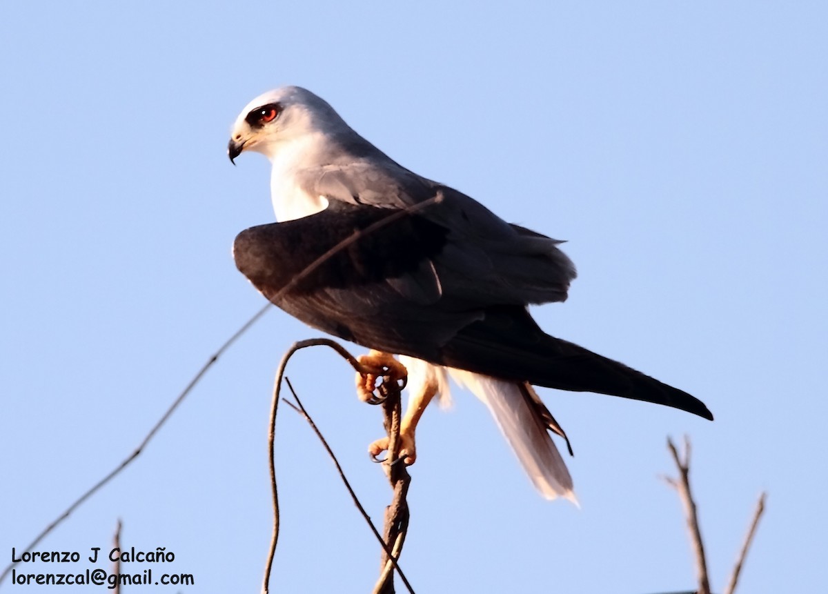 White-tailed Kite - ML193294161