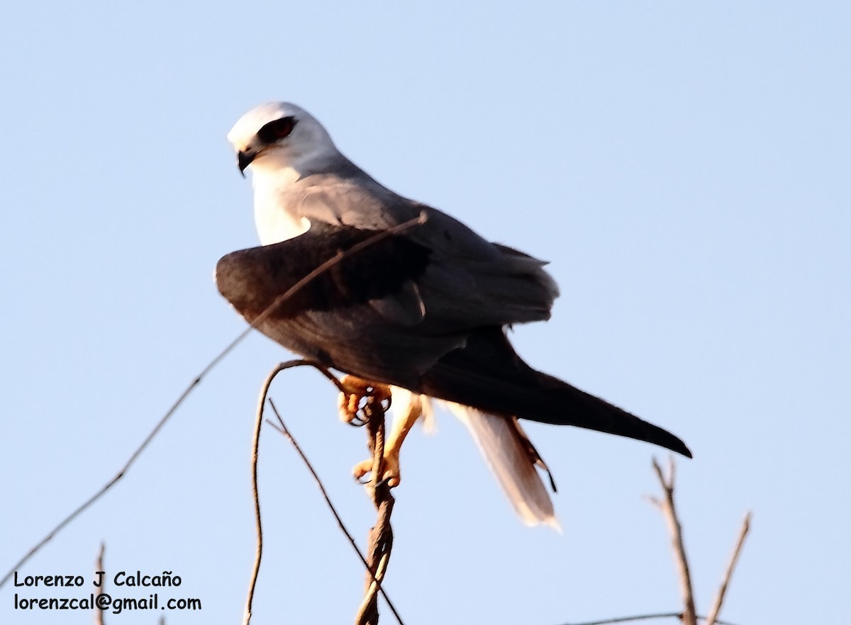 White-tailed Kite - ML193294191