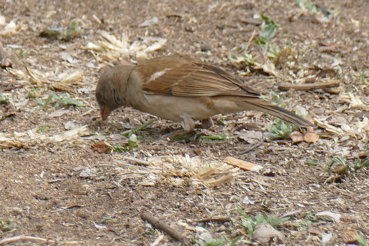 Southern Gray-headed Sparrow - ML193294311