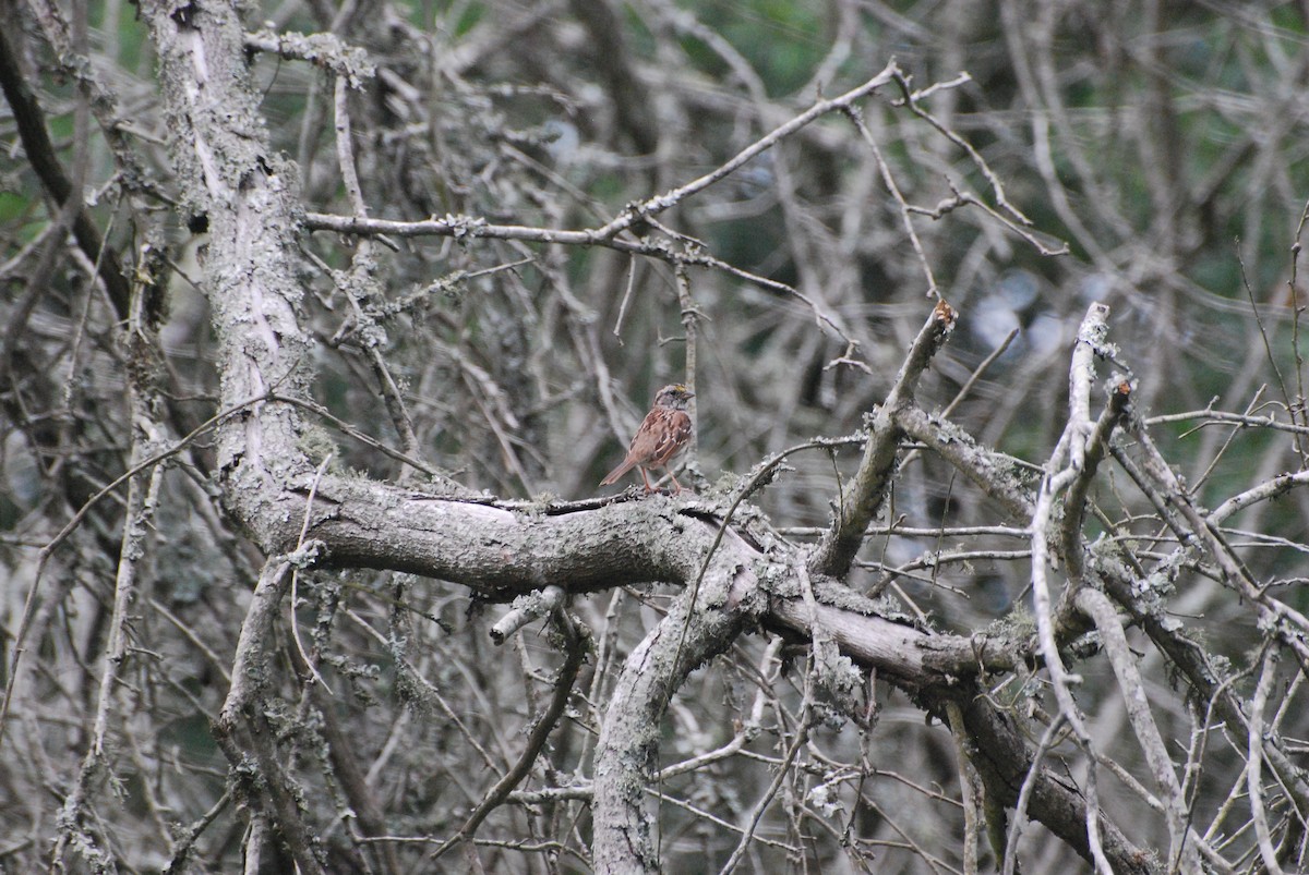 White-throated Sparrow - ML193294881