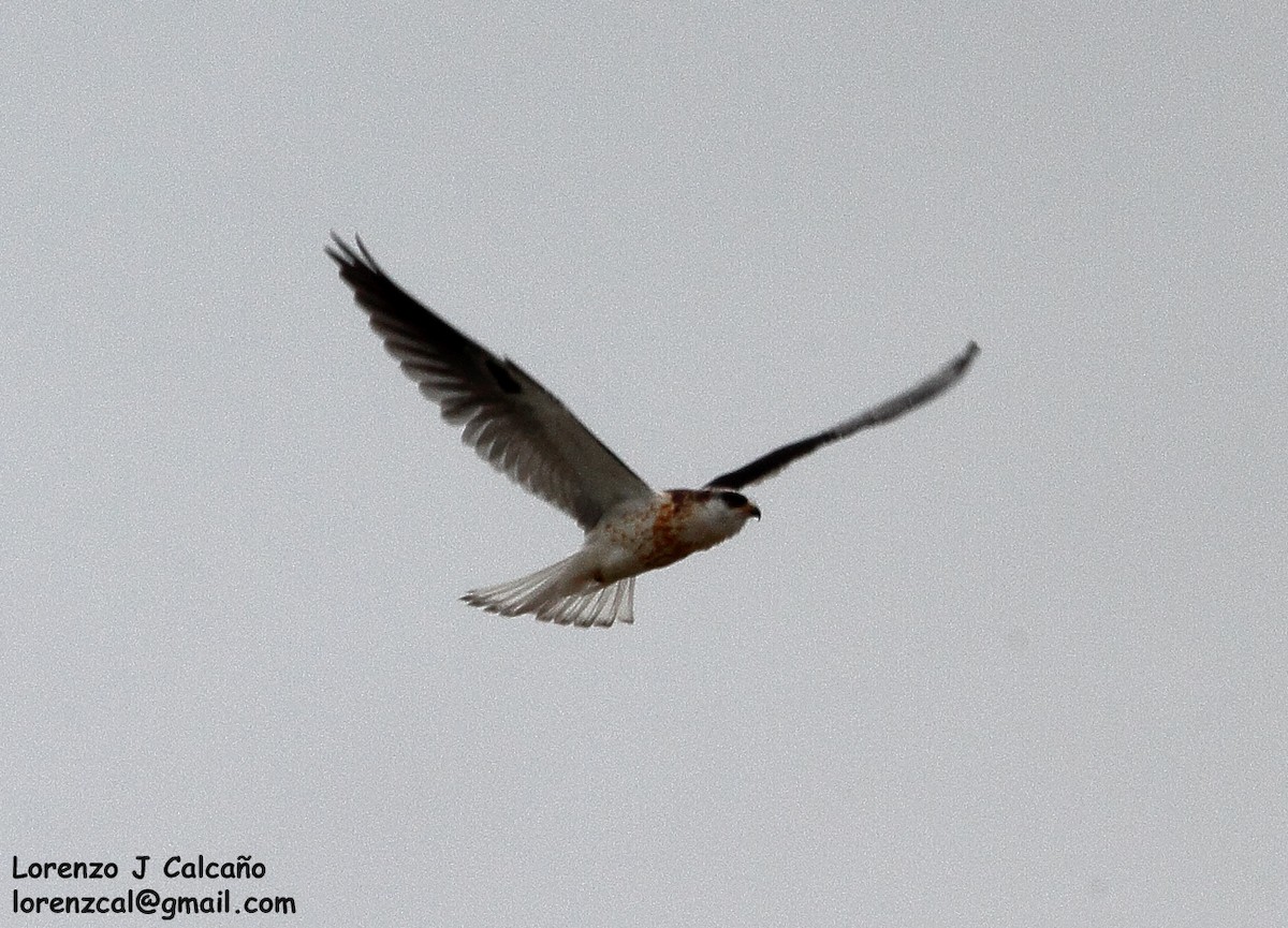 White-tailed Kite - Lorenzo Calcaño