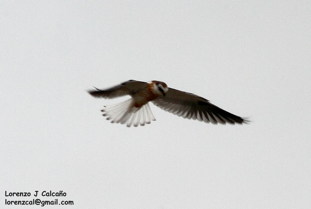 White-tailed Kite - ML193294971