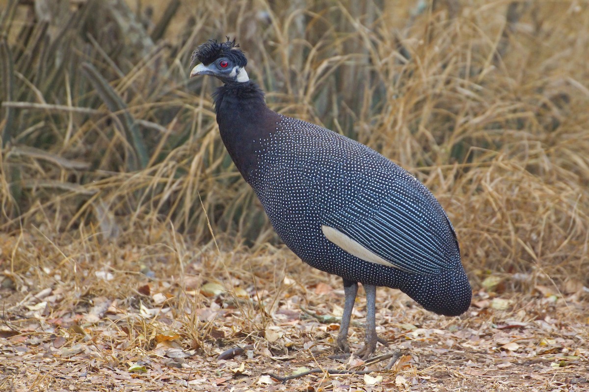 Southern Crested Guineafowl - Antonio Rodriguez-Sinovas