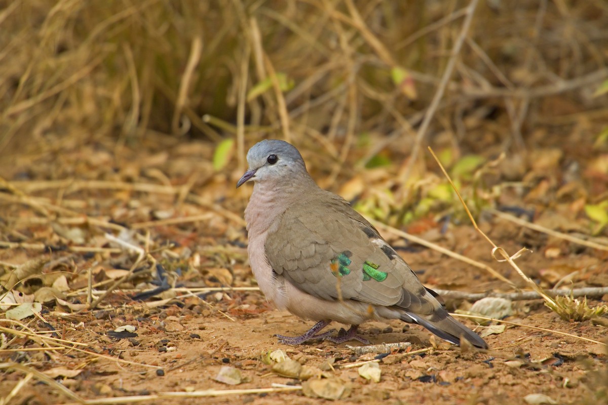 Emerald-spotted Wood-Dove - Antonio Rodriguez-Sinovas