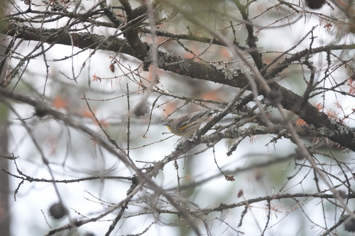 Yellow-rumped Warbler (Audubon's) - Dave Ebbitt