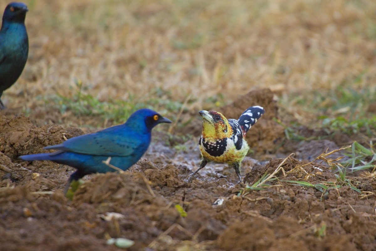 Crested Barbet - ML193297161