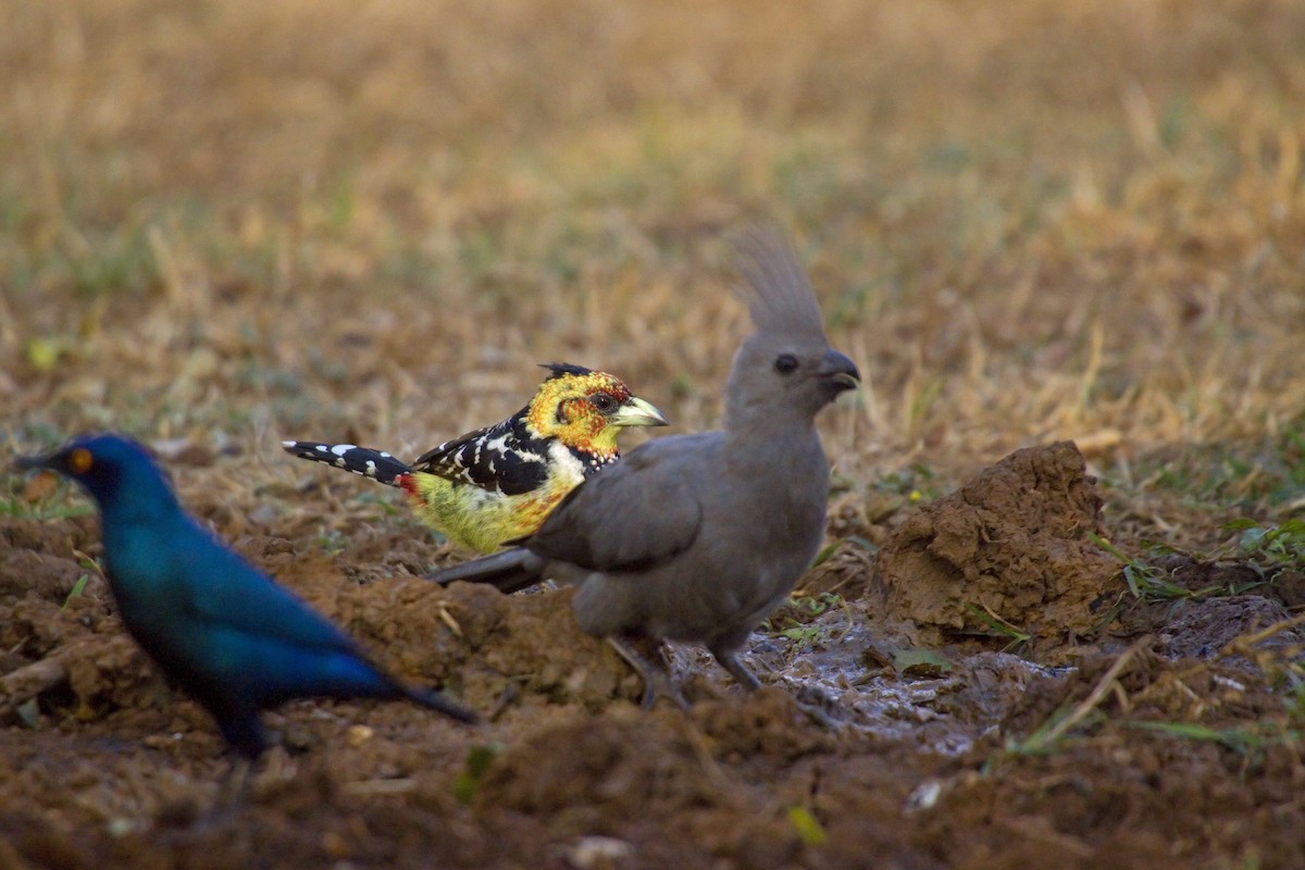 Crested Barbet - ML193297231