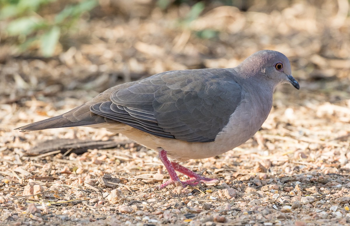 White-tipped Dove - Robert Doster