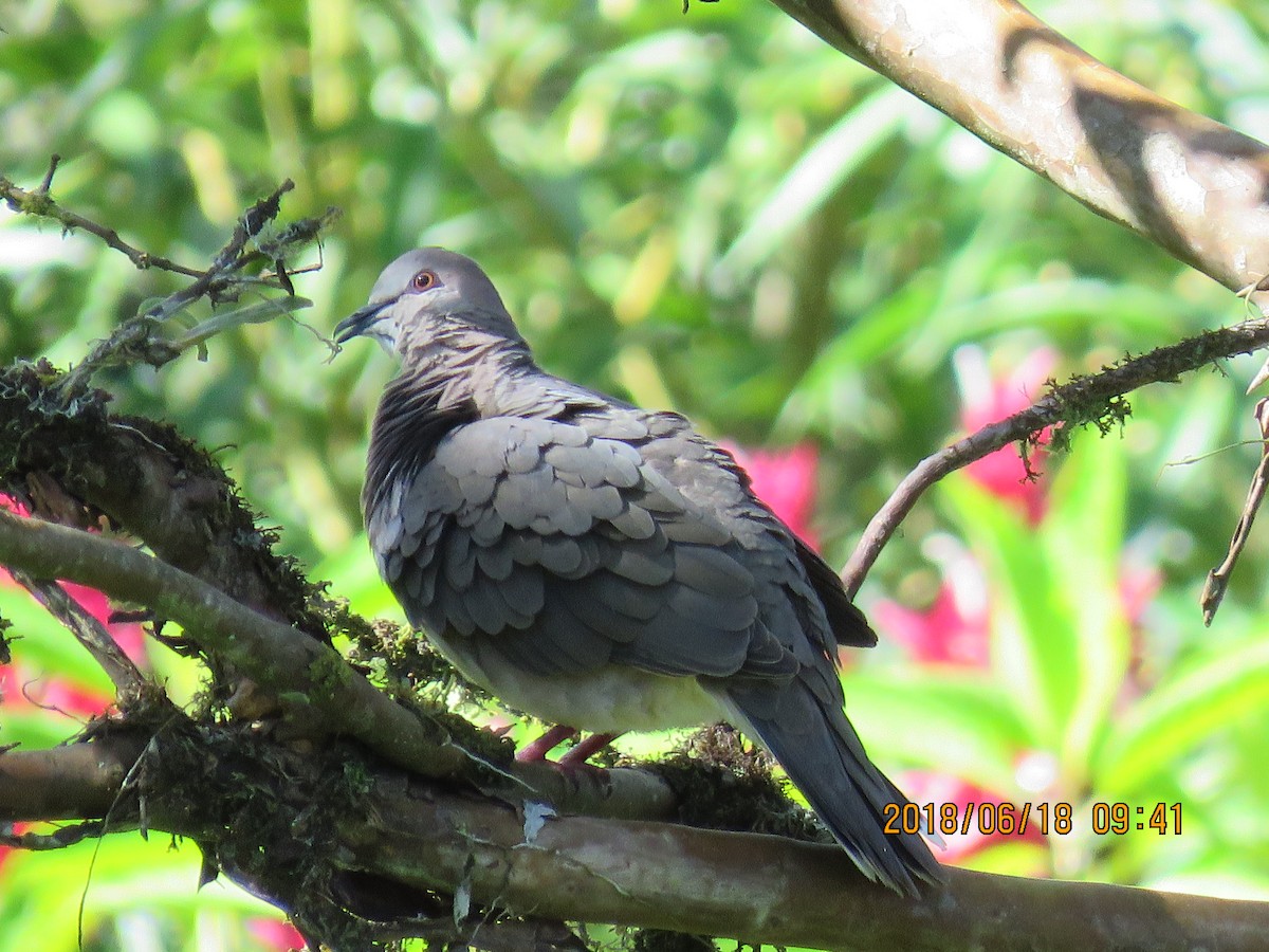 White-tipped Dove - ML193298971