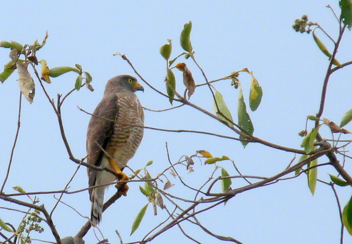 Roadside Hawk - Bob Curry