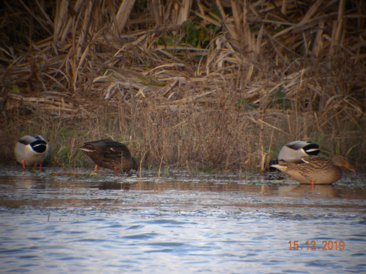 Mallard - ML193299081