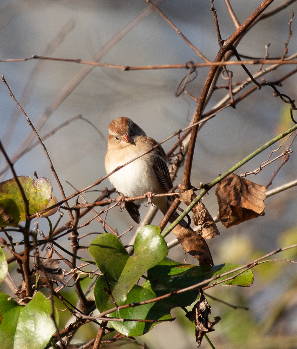 Field Sparrow - ML193300541