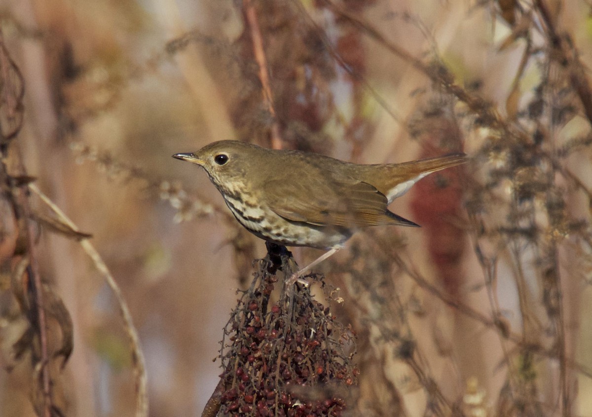 Hermit Thrush - Ron Shrieves