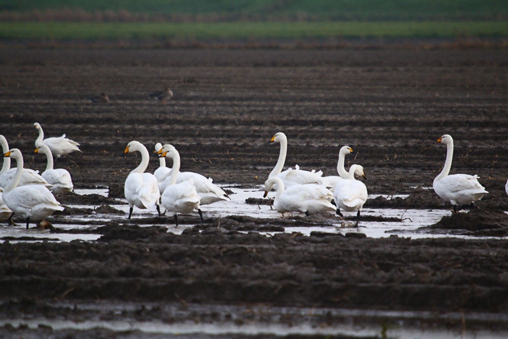 Whooper Swan - Bastiaan Notebaert