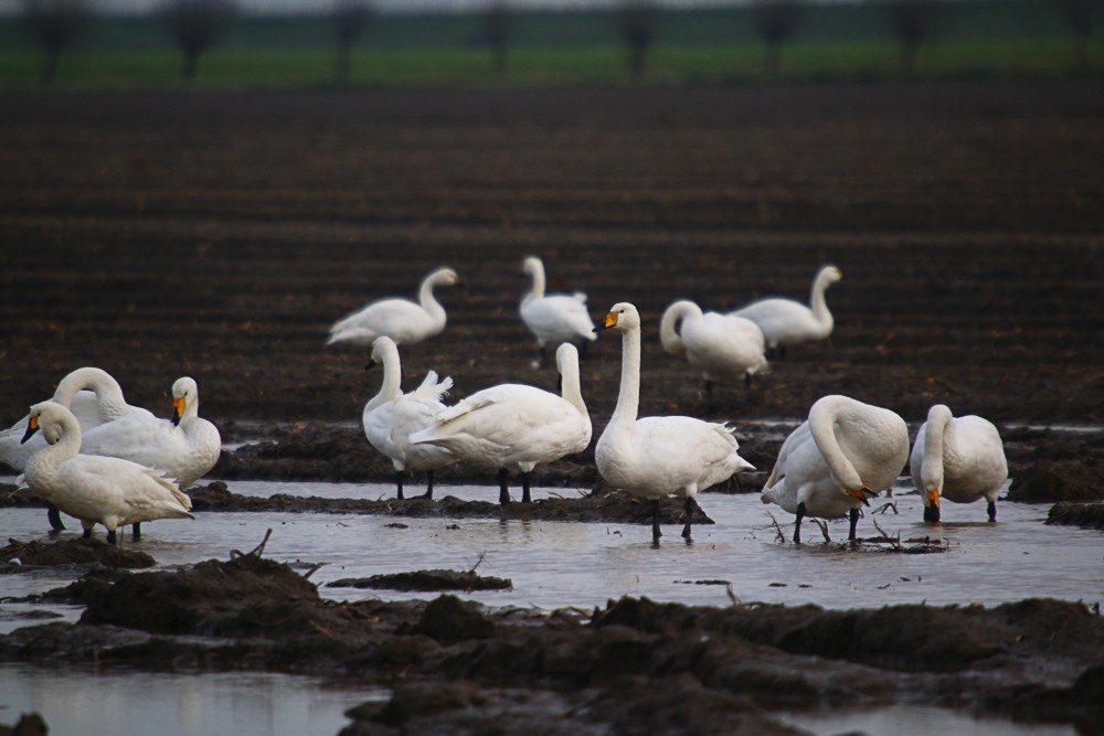 Whooper Swan - ML193301761