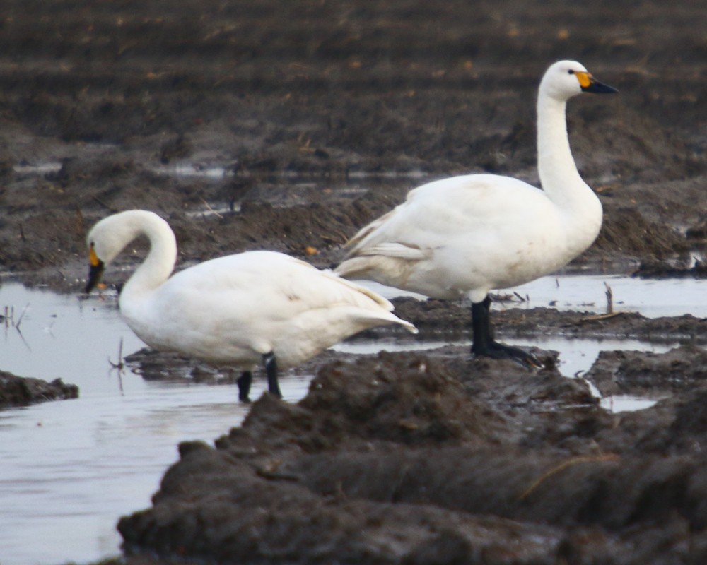 Tundra Swan - ML193301861