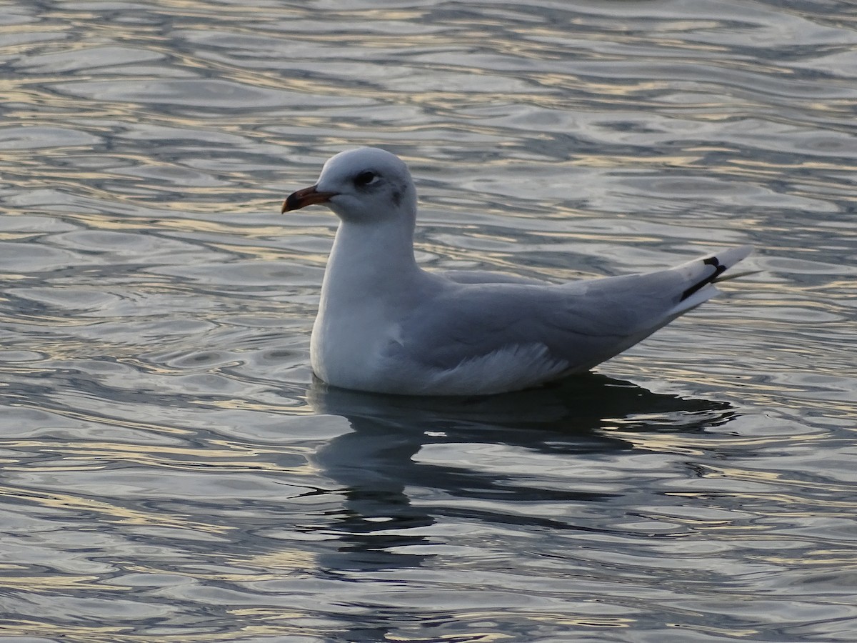 Mouette mélanocéphale - ML193302111