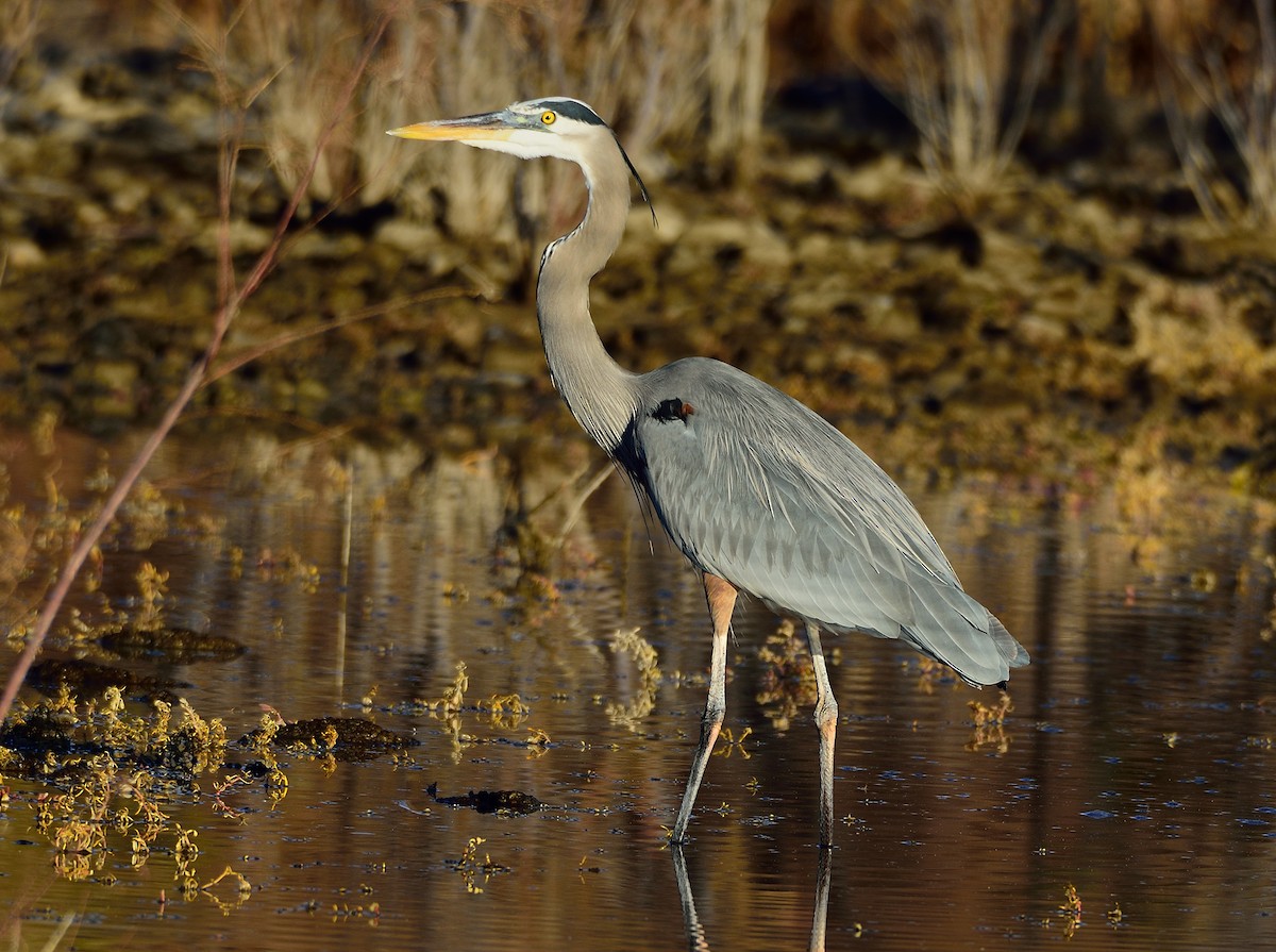 Great Blue Heron - Ad Konings