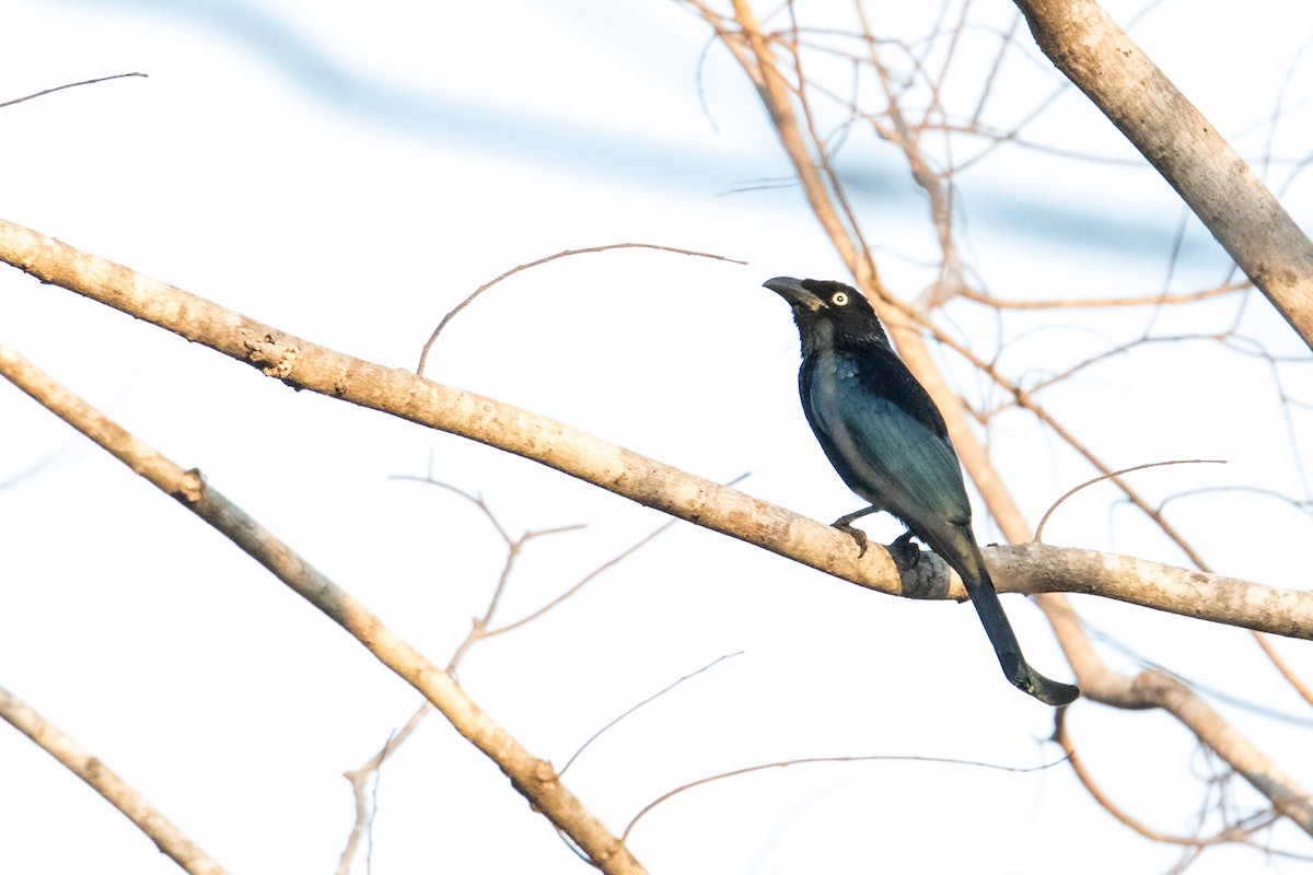 Hair-crested Drongo (Javan) - ML193303971