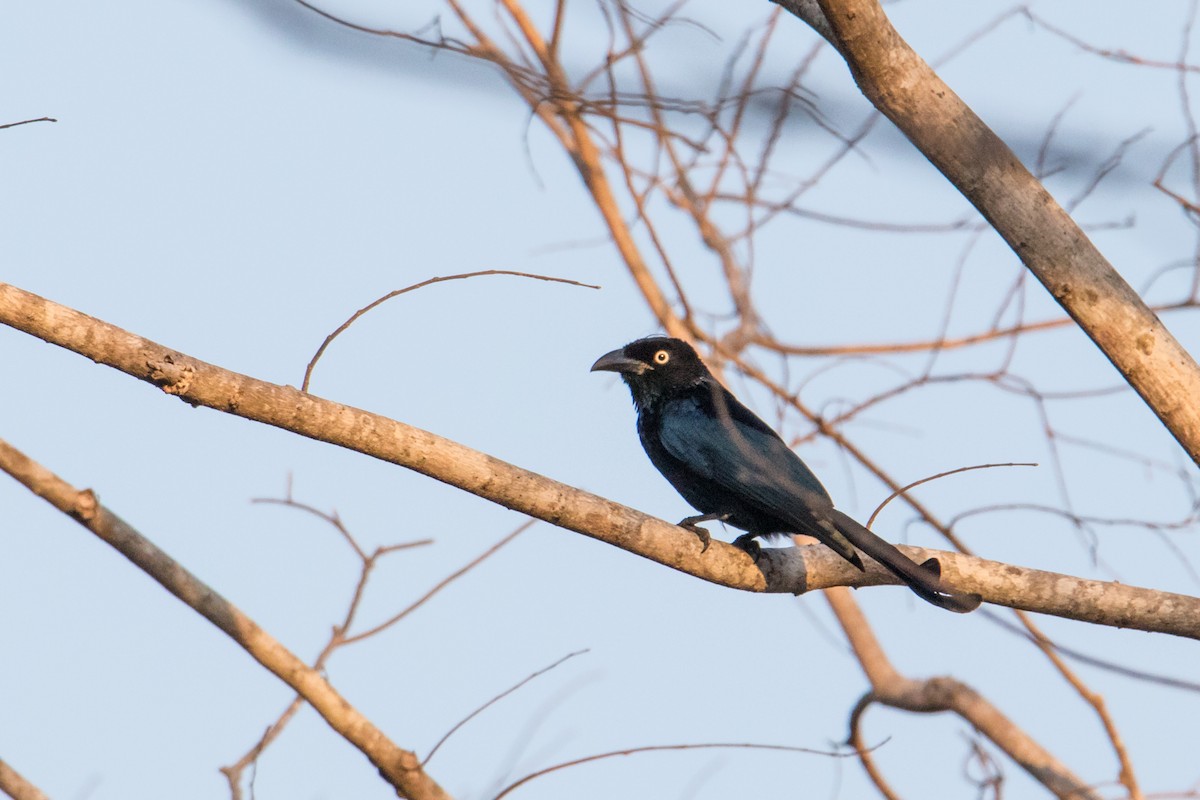 Hair-crested Drongo (Javan) - ML193303981