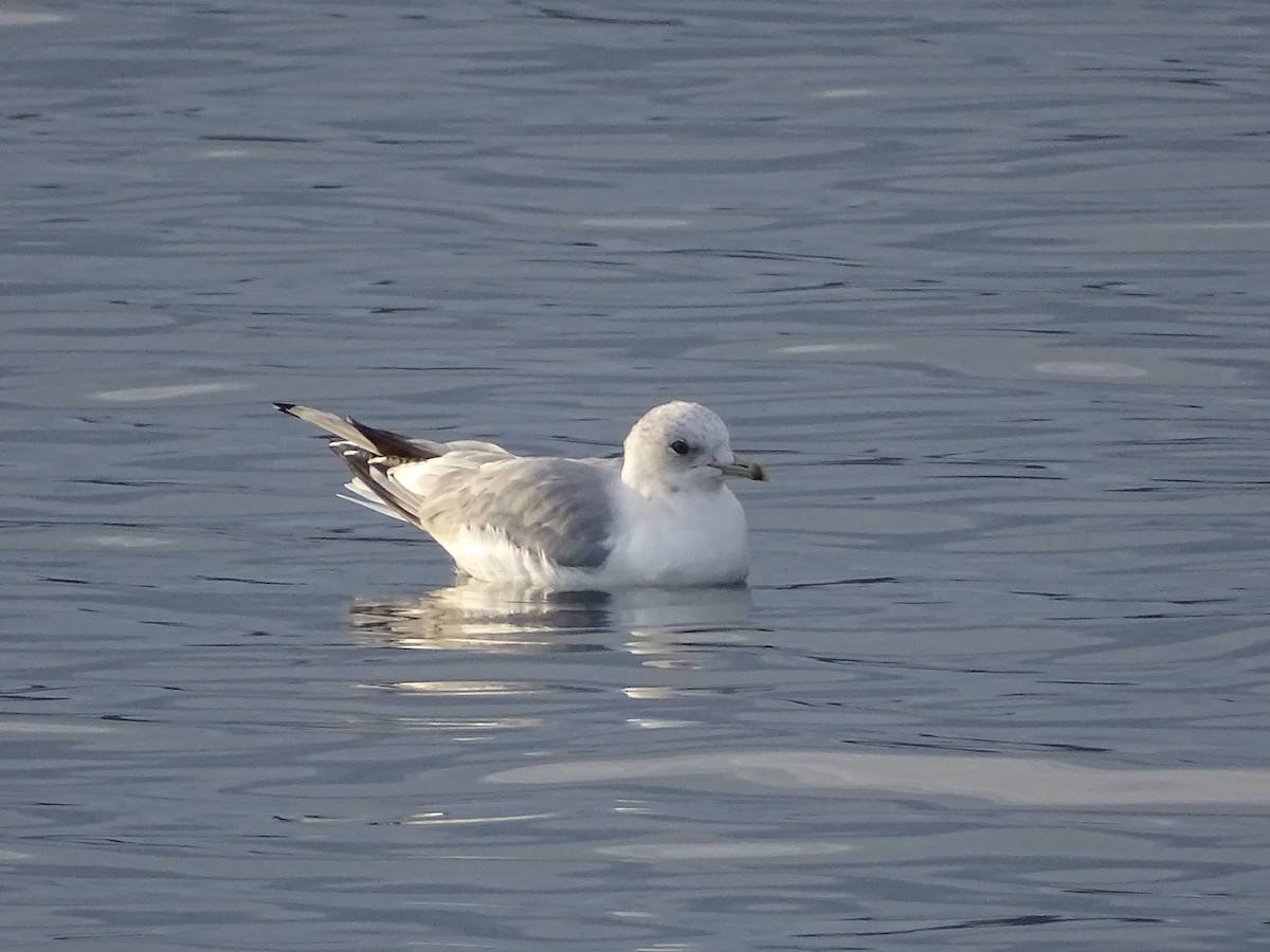 Common Gull - Fabio Lepori