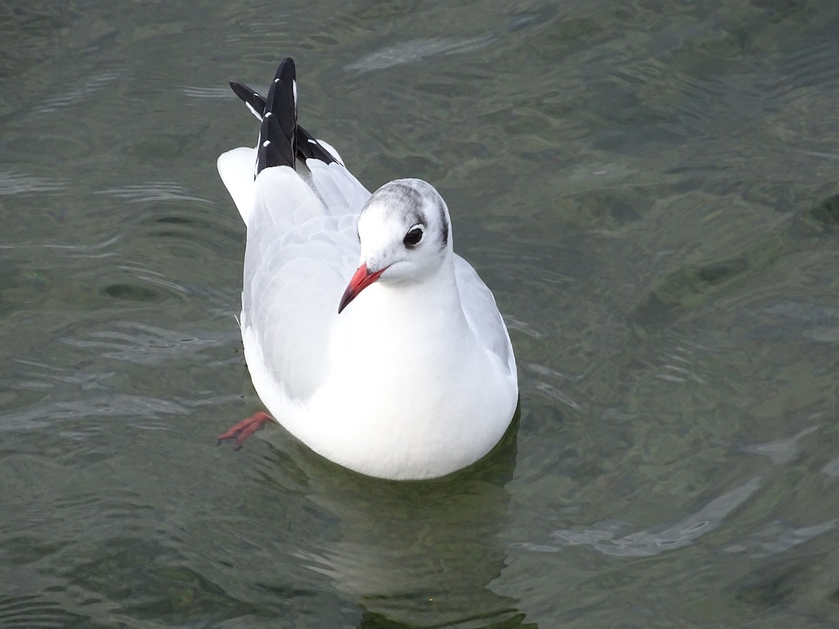 Mouette rieuse - ML193304171