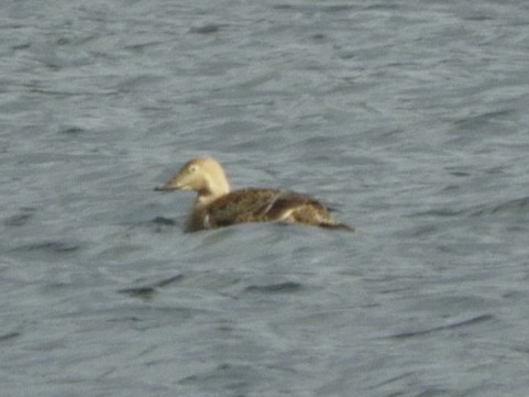 Eider à tête grise - ML193307961