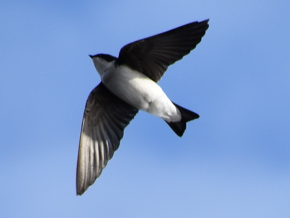 Tree Swallow - ML193309011