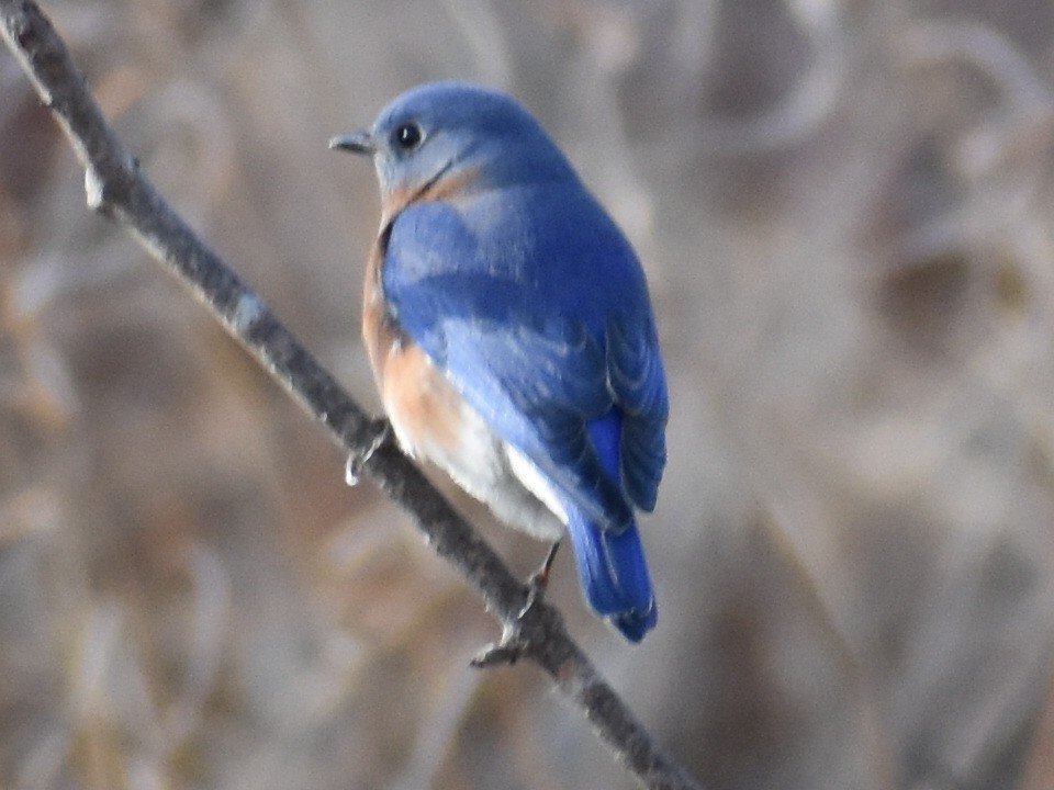 Eastern Bluebird - ML193309471