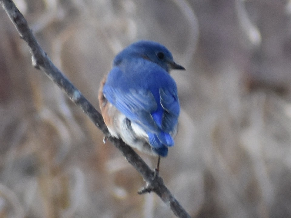 Eastern Bluebird - ML193309481