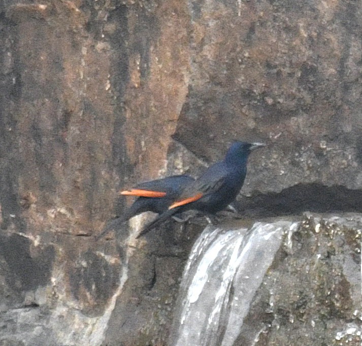 Red-winged Starling - ML193312911