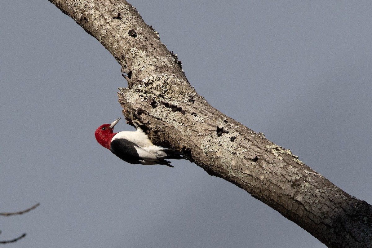 Pic à tête rouge - ML193314631