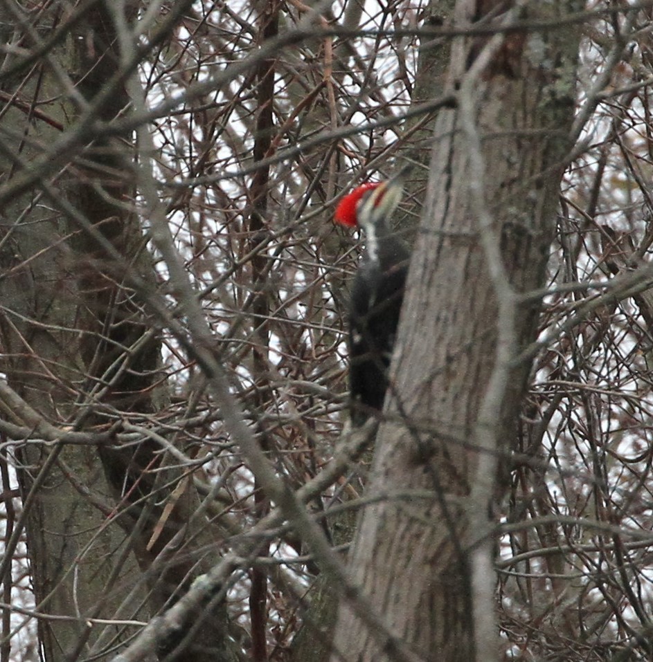 Pileated Woodpecker - ML193314791